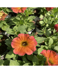 Petunia Petchoa Beautical Cinnamon