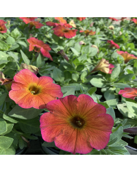 Petunia Petchoa Beautical Cinnamon