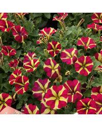 Pétunia Amore Queen of Hearts