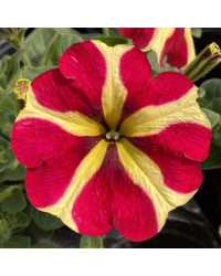 Pétunia Amore Queen of Hearts