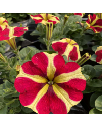 Pétunia Amore Queen of Hearts