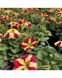 Pétunia Amore Queen of Hearts