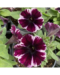 Surfinia Cascade Sweetunia Miss Marvelous