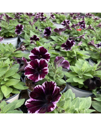 Surfinia Cascade Sweetunia Miss Marvelous