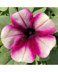 Surfinia Cascade Sweetunia Purple Touch Burgundy