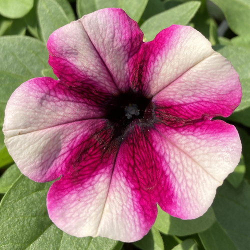 Surfinia Cascade Sweetunia Purple Touch Burgundy