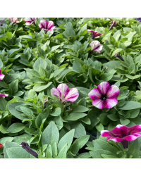Surfinia Cascade Sweetunia Purple Touch Burgundy