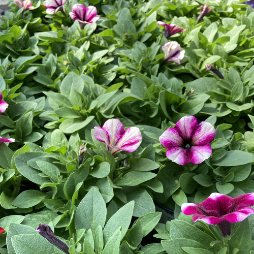 Surfinia Cascade Sweetunia Purple Touch Burgundy