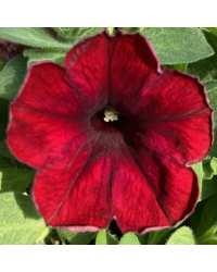 Petunia Supertunia Chocolina