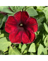 Petunia Supertunia Chocolina