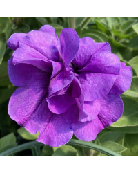 Petunia Retombant Surfinia Star Violet