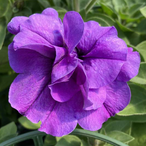 Petunia Retombant Surfinia Star Violet