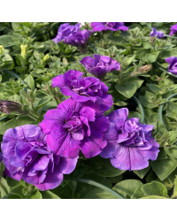 Petunia Retombant Surfinia Star Violet