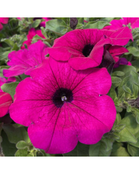 Petunia Retombant Surfinia Purple