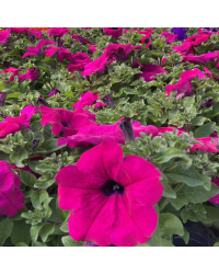 Petunia Retombant Surfinia Purple