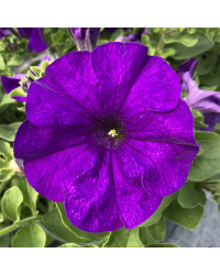 Petunia Retombant Surfinia Giant Blue