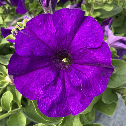 Petunia Retombant Surfinia Giant Blue