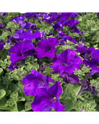 Petunia Retombant Surfinia Giant Blue