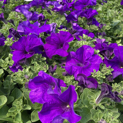 Petunia Retombant Surfinia Giant Blue