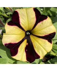 Petunia Gotunia Tiger Stripe