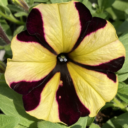 Petunia Gotunia Tiger Stripe