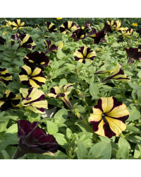 Petunia Gotunia Tiger Stripe