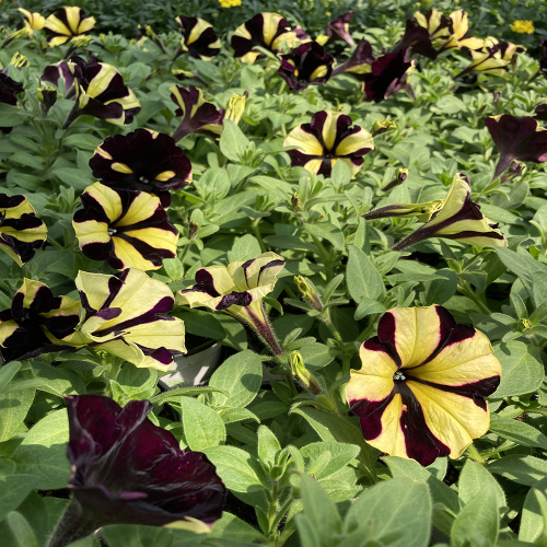 Petunia Gotunia Tiger Stripe