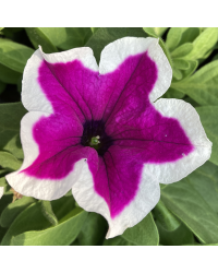 Petunia Hybrida Sanguna Purple Picotee