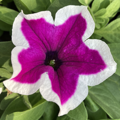 Petunia Hybrida Sanguna Purple Picotee