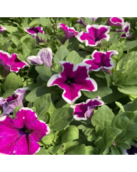 Petunia Hybrida Sanguna Purple Picotee