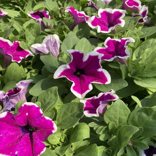 Petunia Hybrida Sanguna Purple Picotee