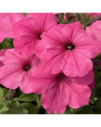 Surfinia Compact Sweetunia Bubblelou