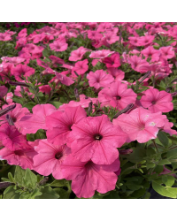 Surfinia Compact Sweetunia Bubblelou