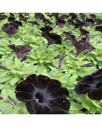 Surfinia Compact Sweetunia Black Satin