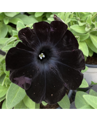 Surfinia Compact Sweetunia Black Satin