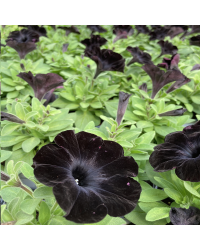 Surfinia Compact Sweetunia Black Satin