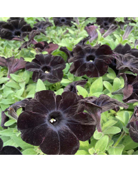 Surfinia Compact Sweetunia Black Satin