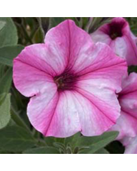 Petunia Surfinia Raspberry Blast