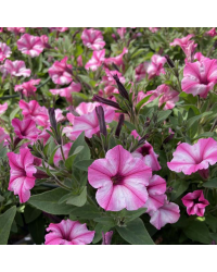 Petunia Surfinia Raspberry Blast