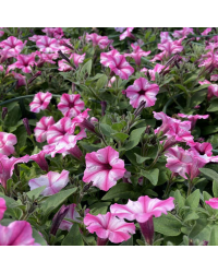 Petunia Surfinia Raspberry Blast
