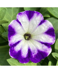 Petunia Sanguna Twirl Dark Blue