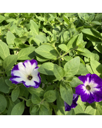 Petunia Sanguna Twirl Dark Blue