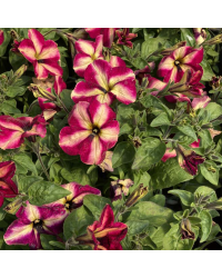 Petunia Collection Mystical Cha-Ching Cherry
