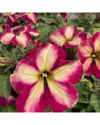 Petunia Collection Mystical Cha-Ching Cherry