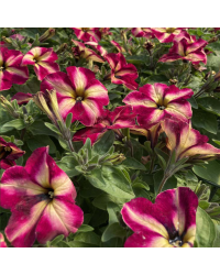 Petunia Collection Mystical Cha-Ching Cherry