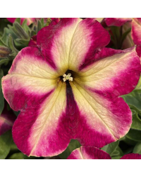 Petunia Collection Mystical Cha-Ching Cherry