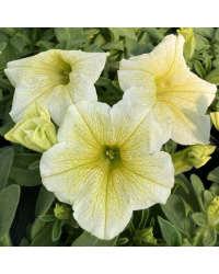 Petunia Surfinia Yellow Dream