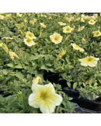 Petunia Surfinia Yellow Dream