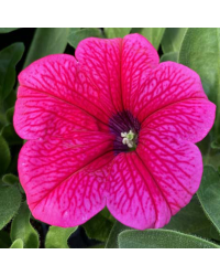 Petunia Surfinia Hot Pink