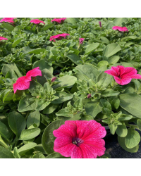 Petunia Surfinia Hot Pink
